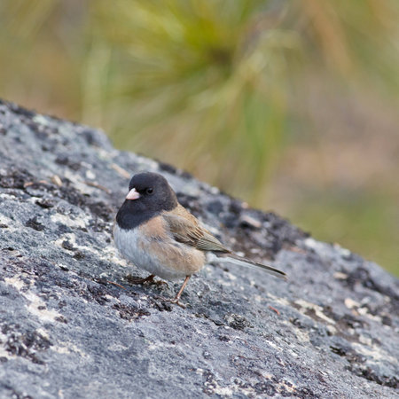 Dark-eyed Junco resting on a granite rockの写真素材