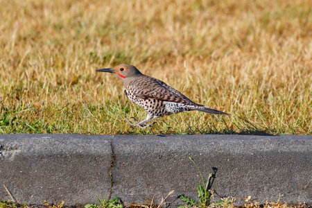 A male Northern Flicker hopping on a curb with grass background 