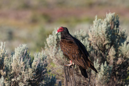 A Turkey Vulture perched on a wooden post enjoying the morning sunlight.の写真素材