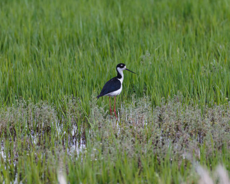 A single Blacknecked Stilt in the wetland with green blades of grass.の写真素材