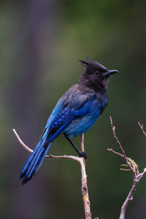 A Steller's Jay perched on a branch while displaying bright plumage.の写真素材