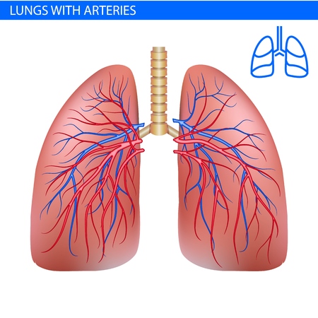 Human lungs anatomy with artery, circulatory system realistic illustration front view in detail. Lunge exercise. Right and left lung with trachea. Healthy lung. Respiratory system.のイラスト素材