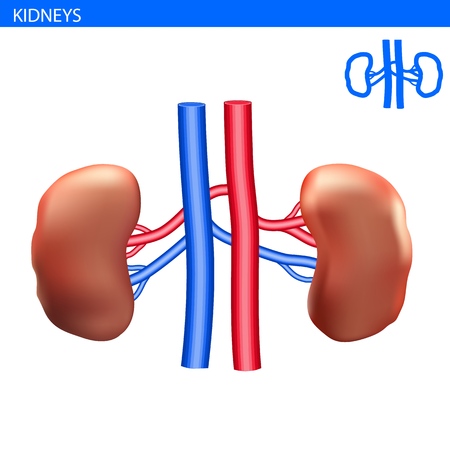 Human kidneys anatomy realistic illustration front view in detail. kidneys exercise. Right and left kidneys with arteria 3D illustration style. Healthy lung. Urinary system.のイラスト素材