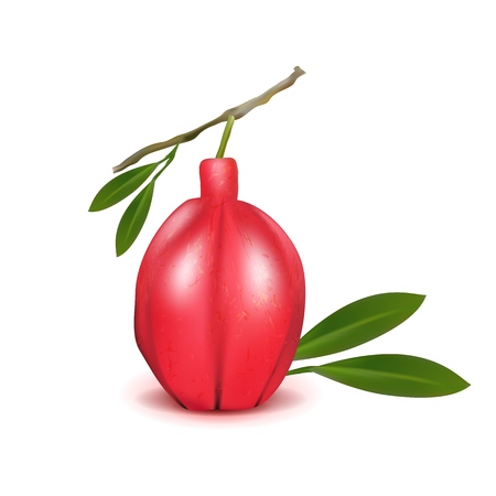 Realistic ackee 3d vector aki Blighia sapida fruit with leaves. Isolated on white background. Ackee national fruit of Jamaica. Achee, ackee apple or akee.のイラスト素材