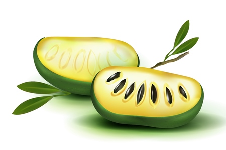 Photo Realistic 3d vector pulp and seeds with leaves. Isolated on white background papaya papaw fruit asimina triloba , custard apple, or pawpaw plant carica papaya, genus carica.のイラスト素材