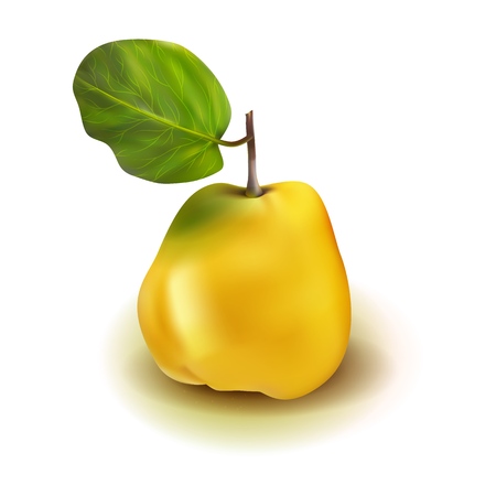 Realistic photo quince apple pear 3d vector fruit with leaves isolated on white background. Cydonia oblonga in the family Rosaceae.のイラスト素材