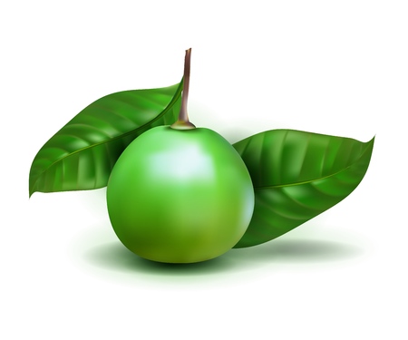 Realistic photo Alibertia edulis 3d vector fruit with leaves isolated on white background. Alibertia edulis in the family Rubiaceae.のイラスト素材