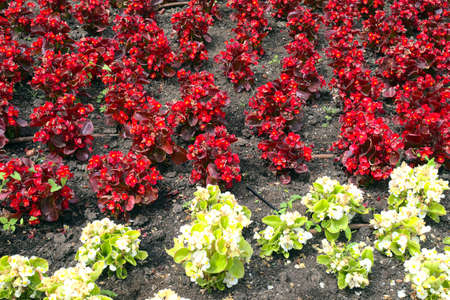 a flowerbed photographed up closeの写真素材