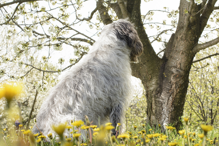 Dog beside the cherry tree.の写真素材