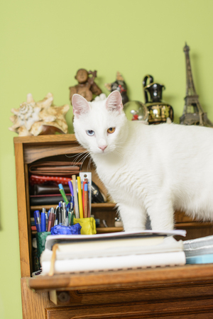 Cat with one blue and one brown eye is standing on the notebooks on the writing desk.の写真素材