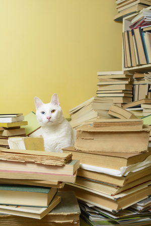 White cat with heterochromia iridum standing among a pile of books. Selective focus.の写真素材