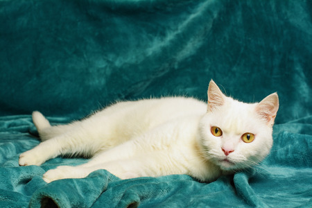 Beautiful white tomcat is lying on an aquamarine blanket. Selective focus on his head.の写真素材