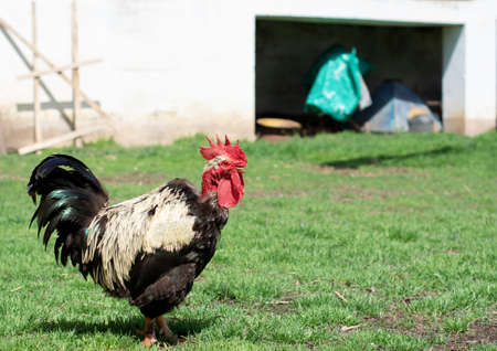 An old Banat naked neck cock is standing in a farmyard with its sumptuous feathers and distinctive naked red neck, his wattles and comb.の写真素材