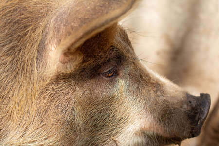 Pig head. Close up. Selective focus.