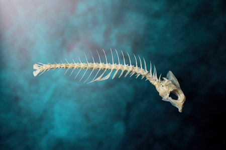 A Gilt-Head Bream axial skeleton on a beautiful deep blue-green (teal) backgroundの写真素材