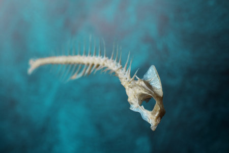 Fish skeleton on a blue background, close-up, macro.の写真素材