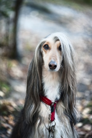 A portrait of a dog, an Afghan greyhound.の写真素材