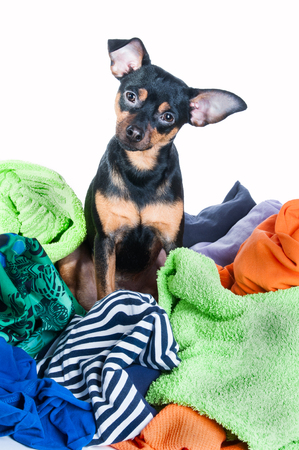 Dog mess. Dog, puppy, toy Terrier made a mess of the clothes. On a white backgroundの写真素材