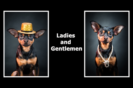 Portraits of dogs. Man and woman. Ladies and gentlemen. The concept of duality. Toy terrier in a hat. Toy terrier in pearl beads.の写真素材