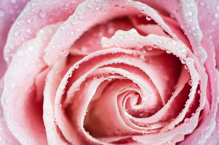 Beautiful pink rose in water drops. Delicate rose petals are closed in a spiral. Background, postcard, congratulation, an explanation in loveの写真素材
