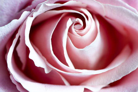 Beautiful pink rose close-up macro. Delicate rose petals are closed in a spiral. Background, postcard, congratulation, an explanation in loveの写真素材