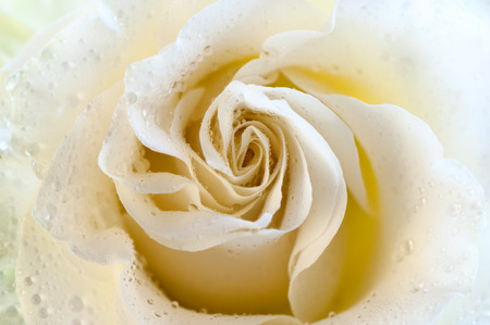 Cream rose macro. Greeting card, greeting, background, texture. Flower pattern.の写真素材