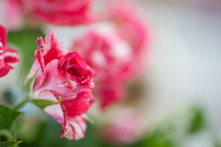 Pink rose, flower on a background of a green garden. With place for text. Postcard, congratulation, background, texture. Flower pattern.の写真素材