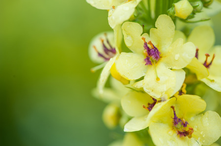 Photo postcard in green yellow spring tones. Yellow flowers and place for text. Postcard, valentines day, explanation in love, background, floral patternの写真素材