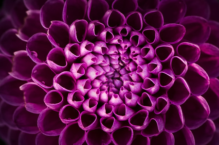 Lilac dahlia close-up. Greeting card, greeting, background, texture. Flower pattern.の写真素材