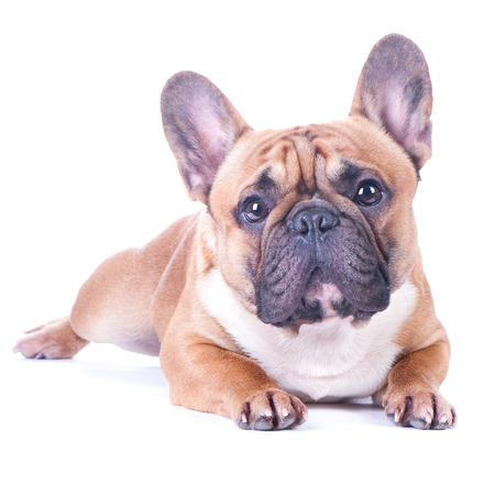 Dog, beautiful French Bulldog, redhead, isolated perfect on white background. High standard of breed. Dog lies and looks into the cameraの写真素材