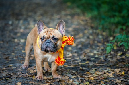 Dog, French Bulldog in a yellow scarf  portrait of a macro on an autumn background. Space  for text. Autumn background.の写真素材