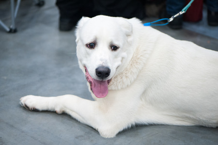 Akbash dog at the dog show, on a tripの写真素材
