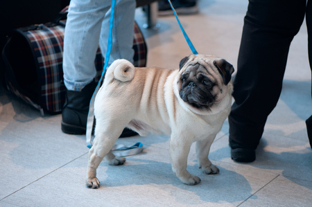 Beautiful pug, dog at the dog show, on a tripの写真素材