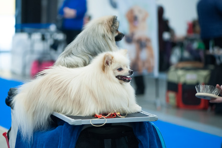 German Spitz at the Dog Show, grooming on the tableの写真素材