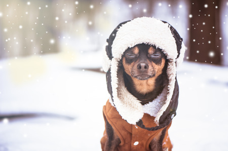 A dog with closed eyes in a hat and a sheepskin coat in the winter. Zen, meditation, yoga, enjoyment of nature and winterの写真素材