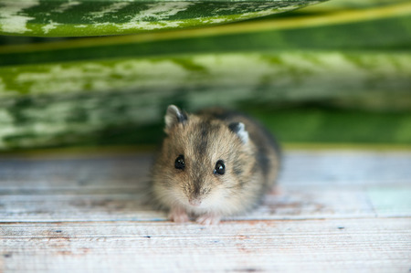 small hamster, a junggarlooks into the camera, against a background of green foliageの写真素材