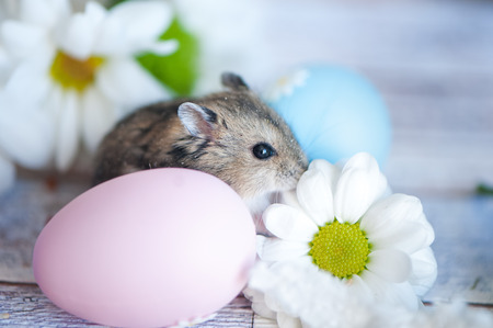 Hamster, junggar in the flowers of chamomiles and with Easter eggs Easter themeの写真素材