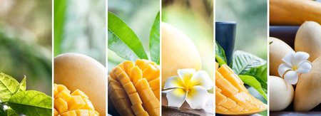 Mango in natural conditions on a beautiful tropical background. Exotic, tropical fruits. Healthy food concept, bio. Organic food. Collageの写真素材