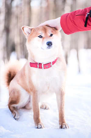 Ðwner strokes the head Dog of the Shiba inu breed の写真素材