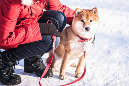 Girl embosom  dog in her arms. The concept of friendship between a dog and a man. Shiba inu and the girlの写真素材