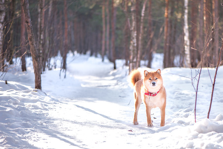 Dog of the Shiba inu breed stand on the snow on a beautiful winter forest backgroundの写真素材