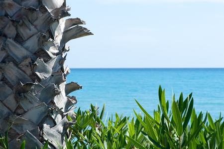 Frame, background, palm tree and blue sea, space for text. Theme of vacation, recreation, the seaの写真素材