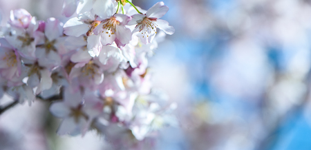 Floral spring gentle background, blooming cherry sakura branches in blue and pink tones. Space for textの写真素材