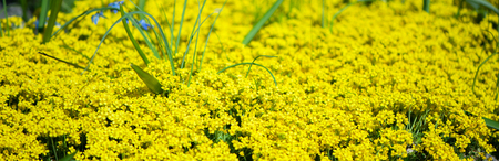Field of yellow flowers. Summer,spring , Sunny backgroundの写真素材