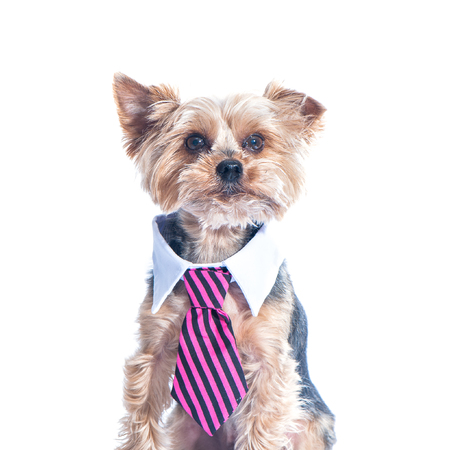 Dog, a yorkshire terrierin a tie and a white collar. Education, training of dogs. Boss, manager. Isolated in whiteの写真素材