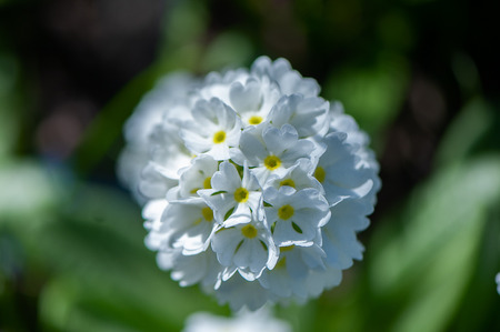 Blooming primula denticulata white in bright spring greens. Spring summer backgroundの写真素材