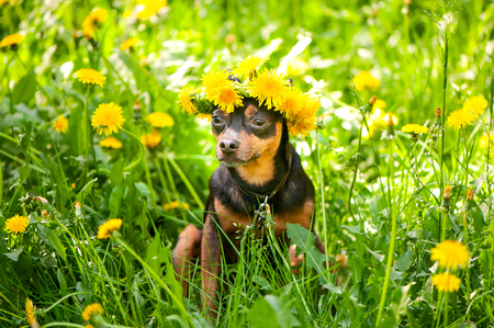 Ð¡ute puppy, a dog in a wreath of spring flowers  on a flowering meadow, a portrait of a dog. Spring Summer themeの写真素材