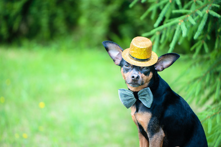 dog in a hat and a bow tie, an image of a magician, a circus artist, an artist. Natural green background, space for textの写真素材