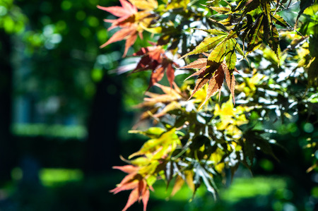 Japanese maple in the sunshine macro , space for textの写真素材