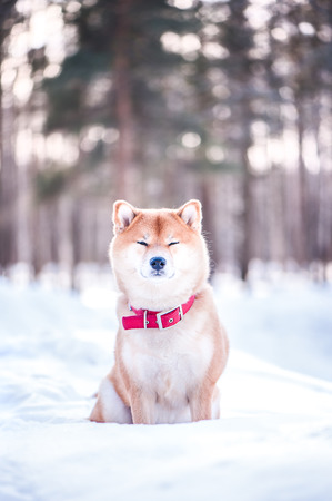Dog of the Shiba inu breed sits on the snow on a beautiful winter forest backgroundの写真素材